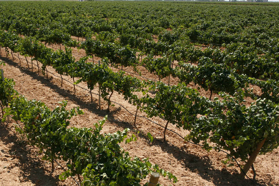 img-vinedos-3 img-vinedos-3